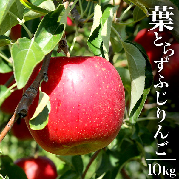 青森県産葉とらずふじりんご10kg