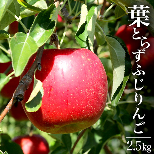 青森県産葉とらずふじりんご2.5kg