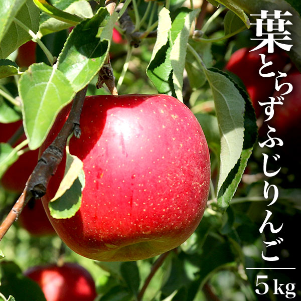 青森県産葉とらずふじりんご5kg