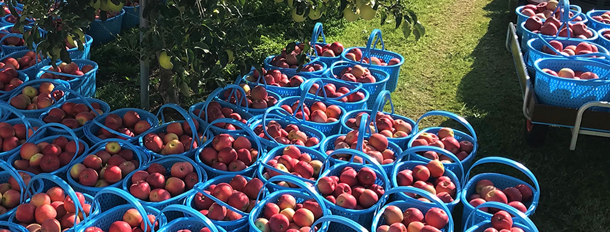 ���n���ꂽ���