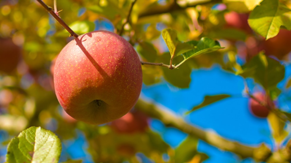 �؂ɂȂ������