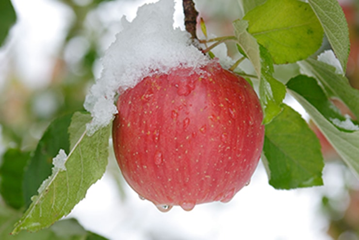 ��̒��̂��