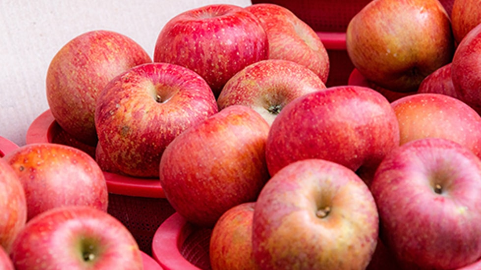 ���n���ꂽ���